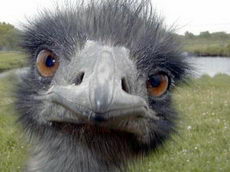 Emu fej